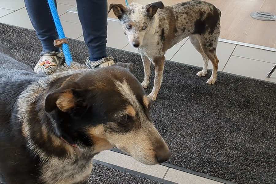 Meet dynamic duo Chibi and Sadie!