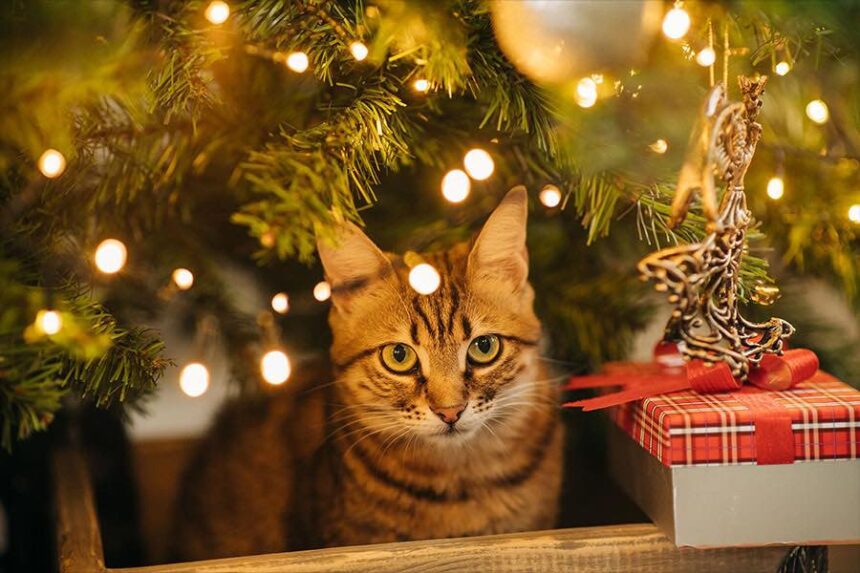 Cat in Christmas tree