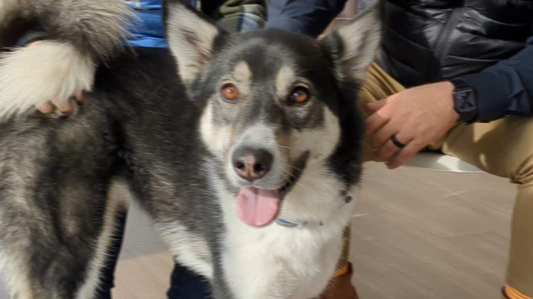 Delightful Dee is our Pet of the Week