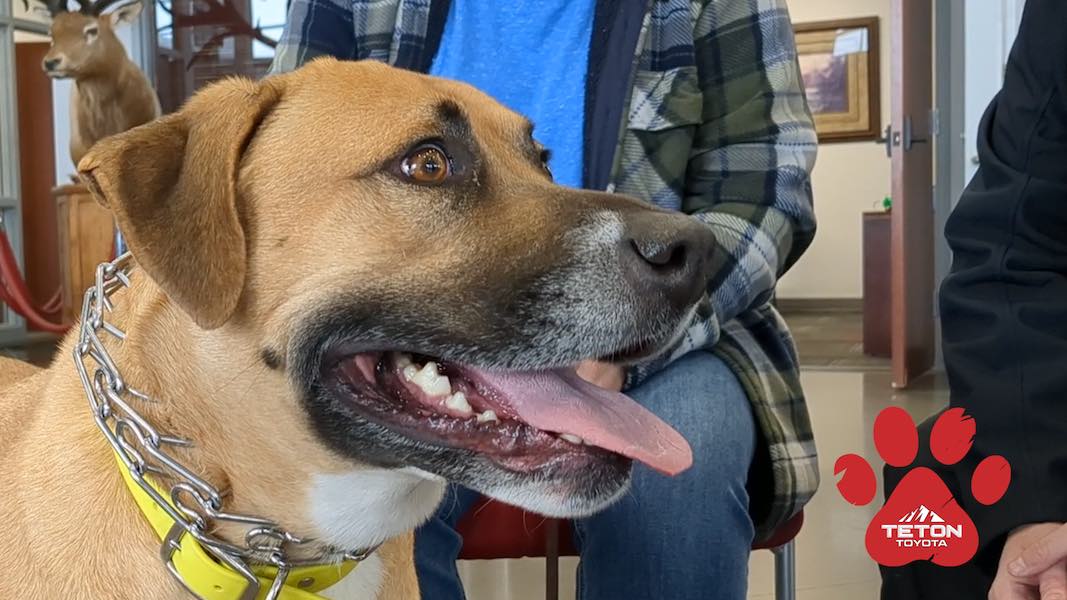 Darling Daisy is our Pet of the Week
