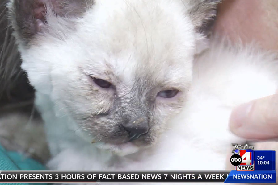 Kitten making ‘remarkable’ recovery after being found taped inside sandwich box