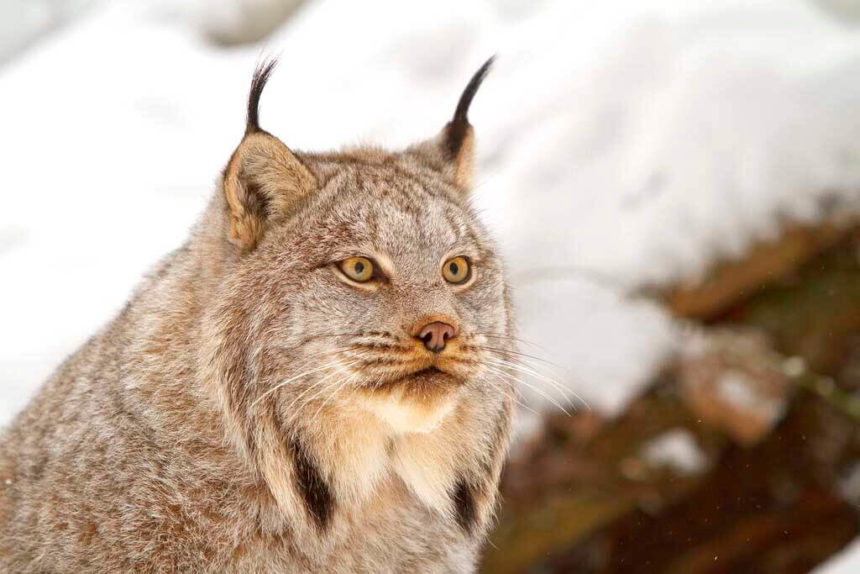 canada lynx