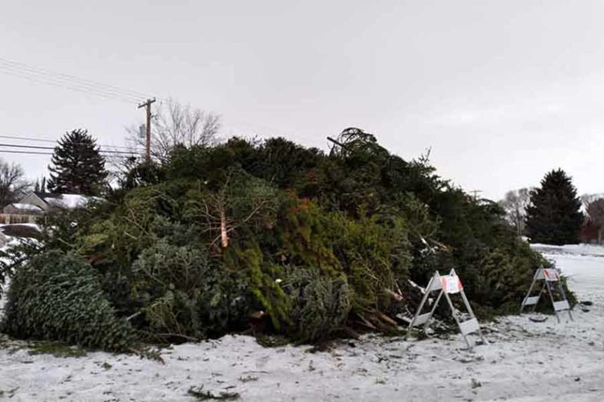 christmas tree pile final