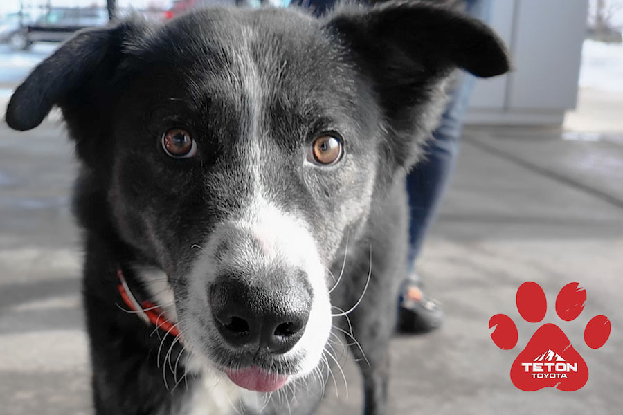 Prime is phenomenal! He’s our Pet of the Week!