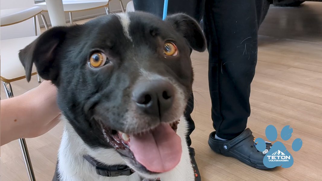 Obie is one of a kind; he’s our Pet of the Week!