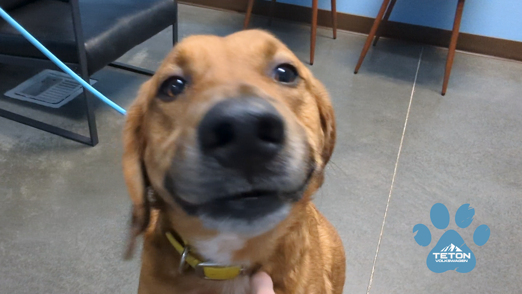 Socks is stupendous! He’s our Pet of the Week!