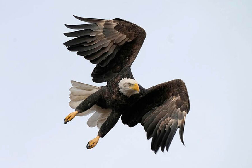 bald eagle