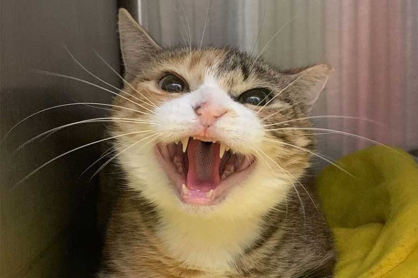 cat at shelter