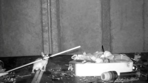 Mouse discovered tidying British man’s shed every night