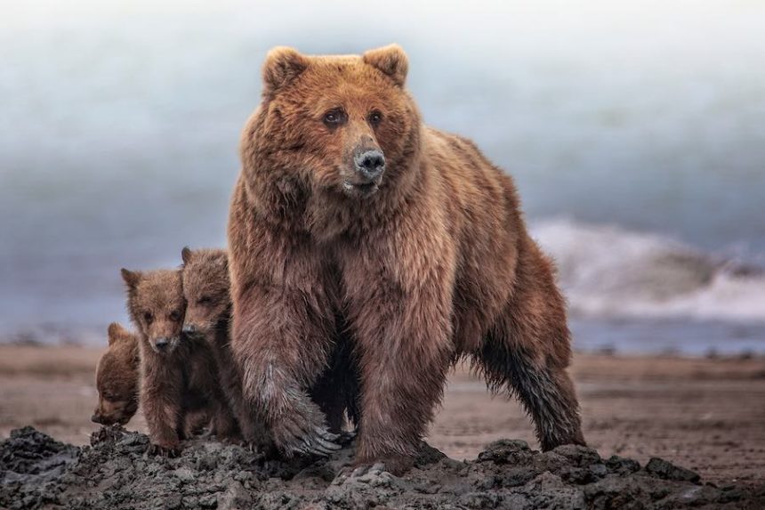 Grizzly bear mother protecting cute cubs on Alaskan beach