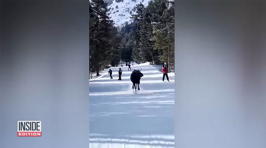 You have to see this! Moose chases skiers, snowboarders down ski hill in Jackson Hole