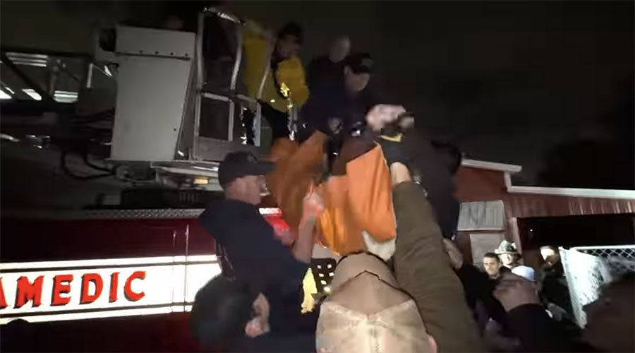 You have to see this! Utah firefighters get mountain lion out of tree after man makes startling discovery