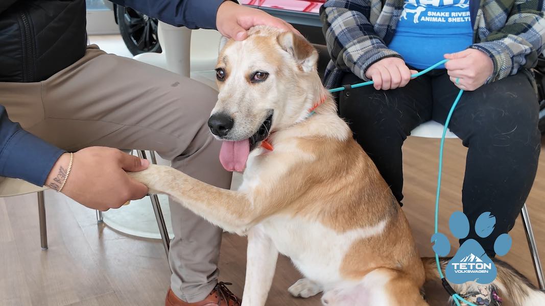 Here’s Herman! He’s our Pet of the Week!