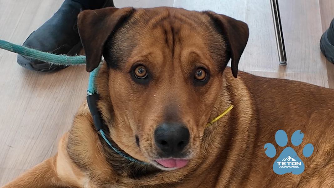 Lovable Link is our Pet of the Week!