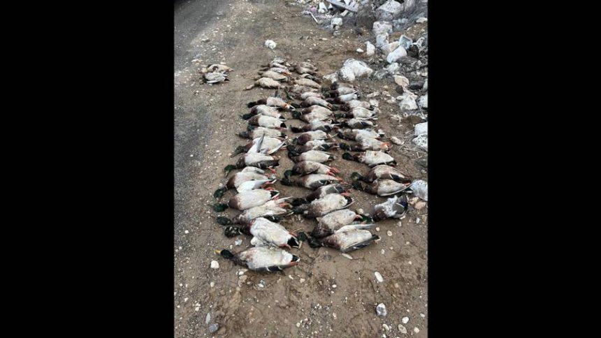 duck carcasses fitted