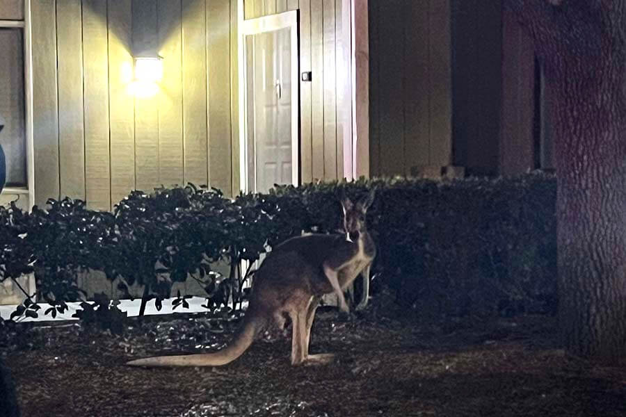 WATCH: Kangaroo on the loose at Florida apartment complex