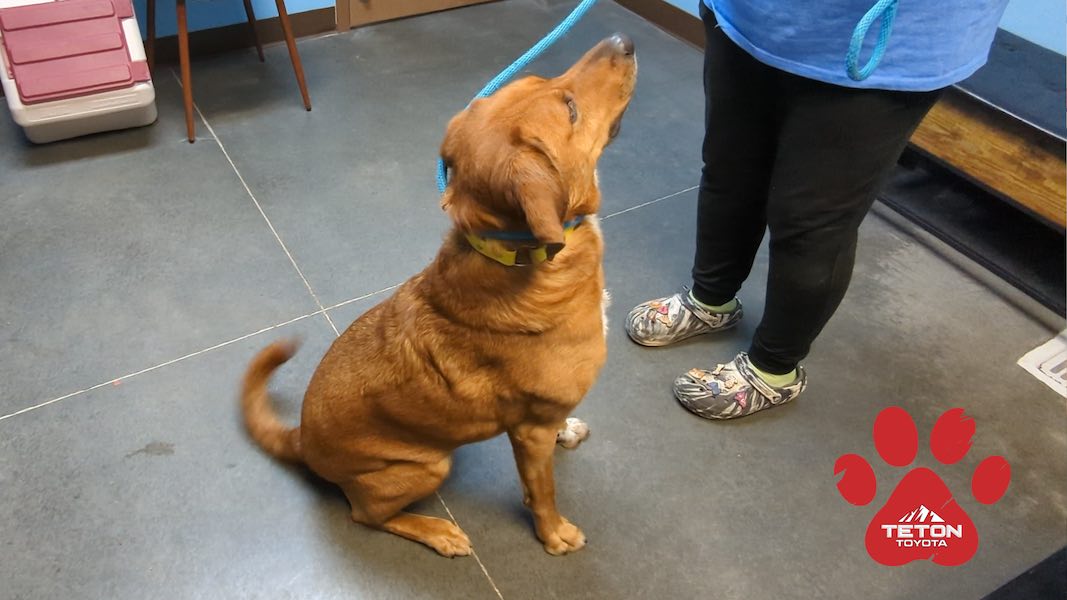 Remember Socks? He’s our Pet of the Week!