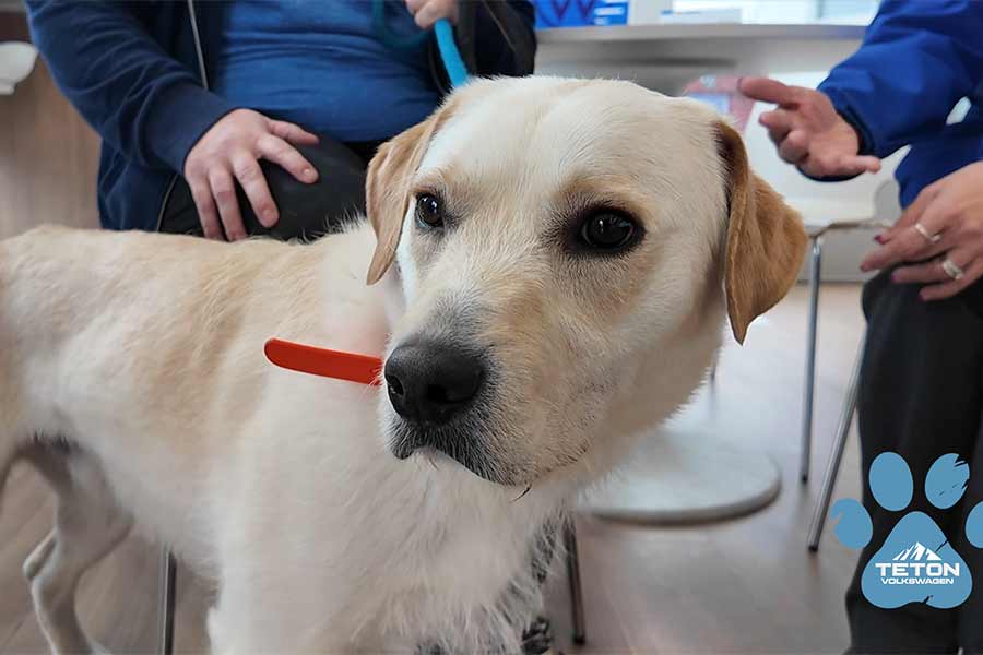 18-month-old Bandit is our Pet of the Week