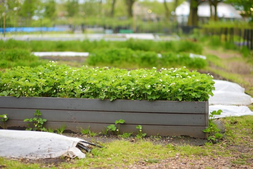 community kitchen garden plant s beds with strawb 2023 11 27 05 21 45 utc