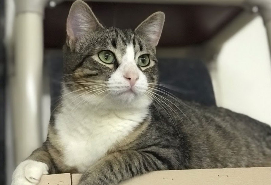 Bingham County Humane Society