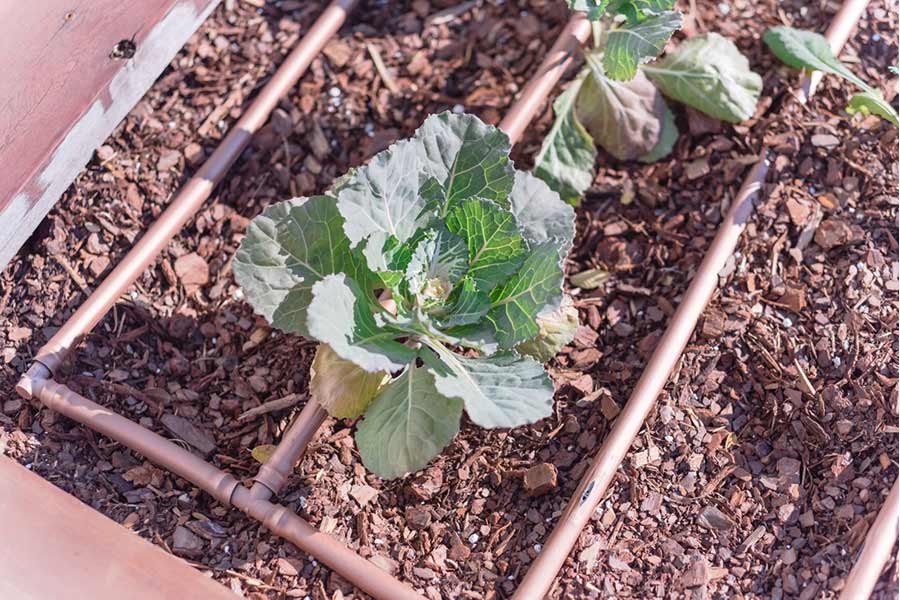 drip irrigation