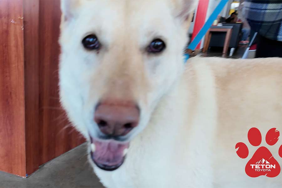 Spice is our Pet of the Week