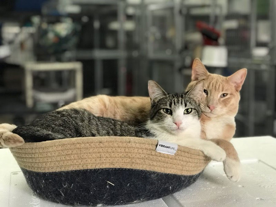 Local nonprofit invites community to play cornhole to help kitties