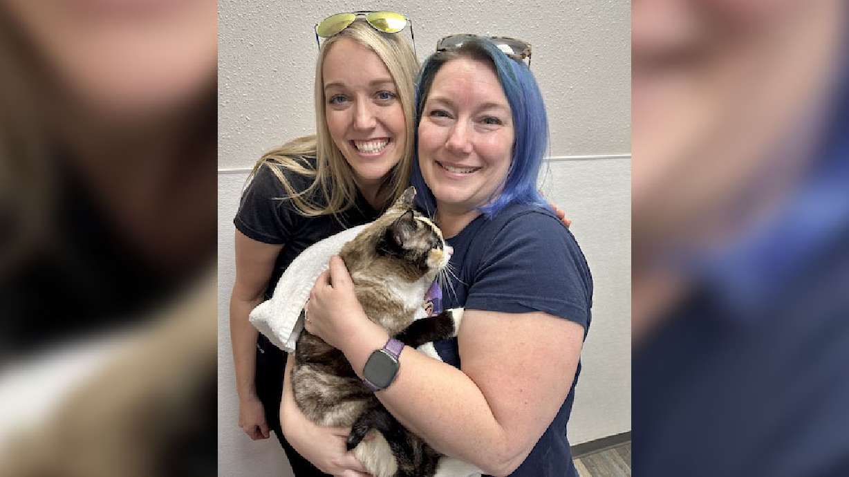 Utahns reunited with pet cat they accidentally shipped with Amazon return