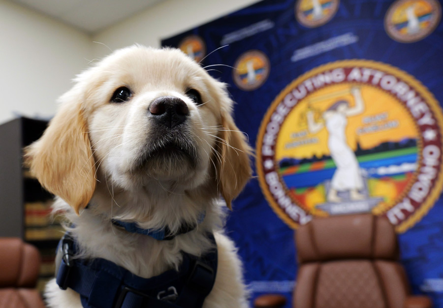 Meet Solfi, the new Bonneville County emotional support animal