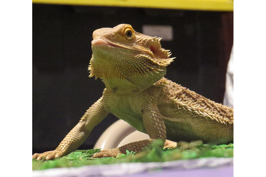 Reptile of some kind 