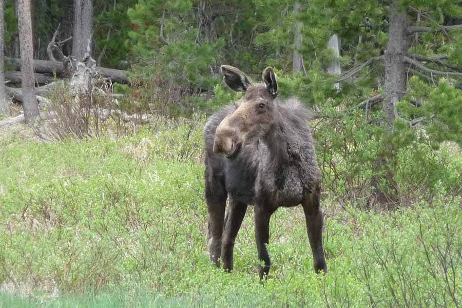 Fish and Game says recent surge in moose deaths due to AHD. Here's what