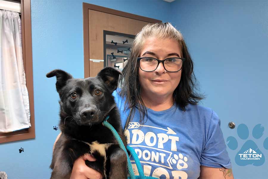 Francis, a shy border collie mix, is our Pet of the Week