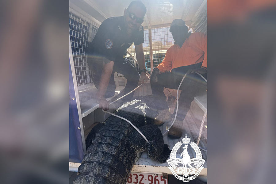 Crocodile that terrorized town becomes special dinner guest