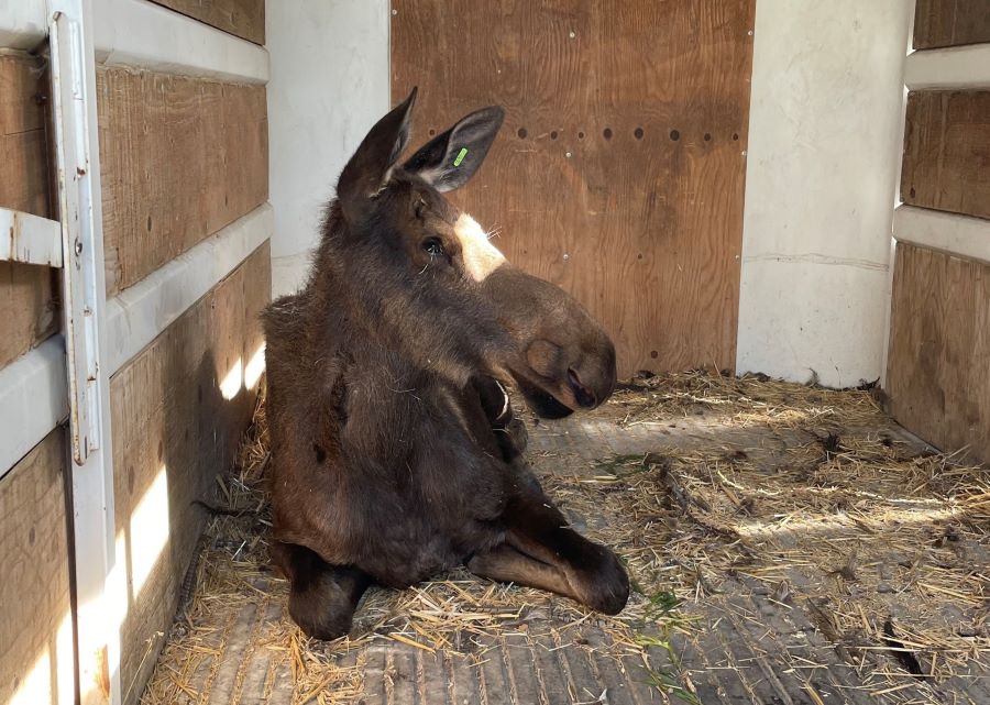Playing through! Moose removed from Riverside Golf Course in Pocatello