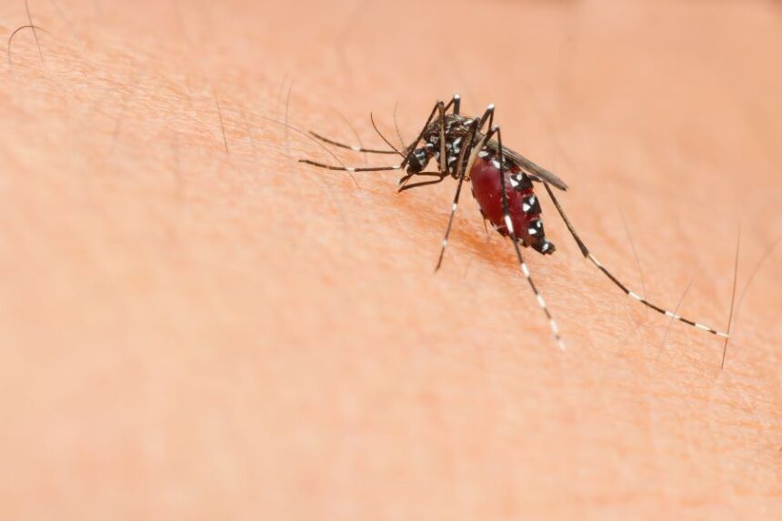 Mosquito sucking blood | Envato stock image
