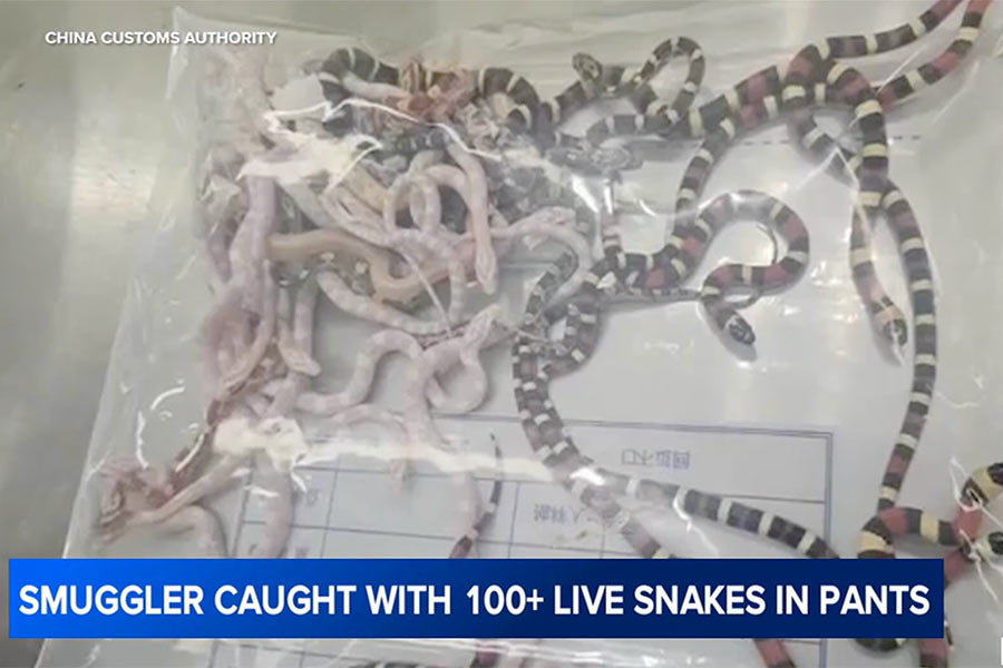 Man stopped at customs with 100 live snakes down his pants