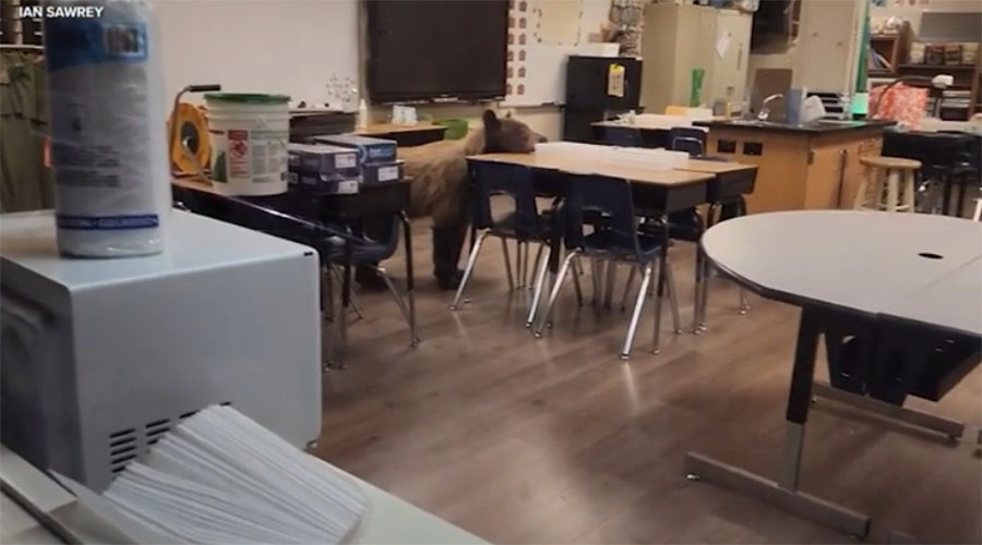 You have to see this! Bear breaks into school classroom as teacher is preparing for school year