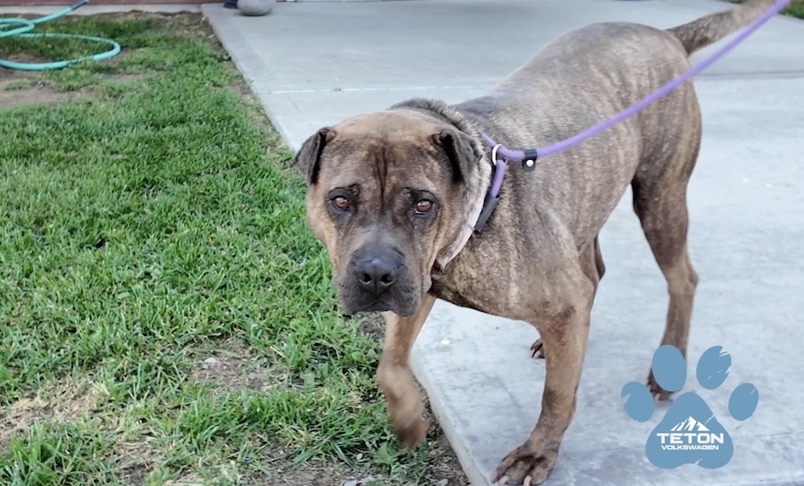 Cocoa Bean would makes a sweet Pet of the Week