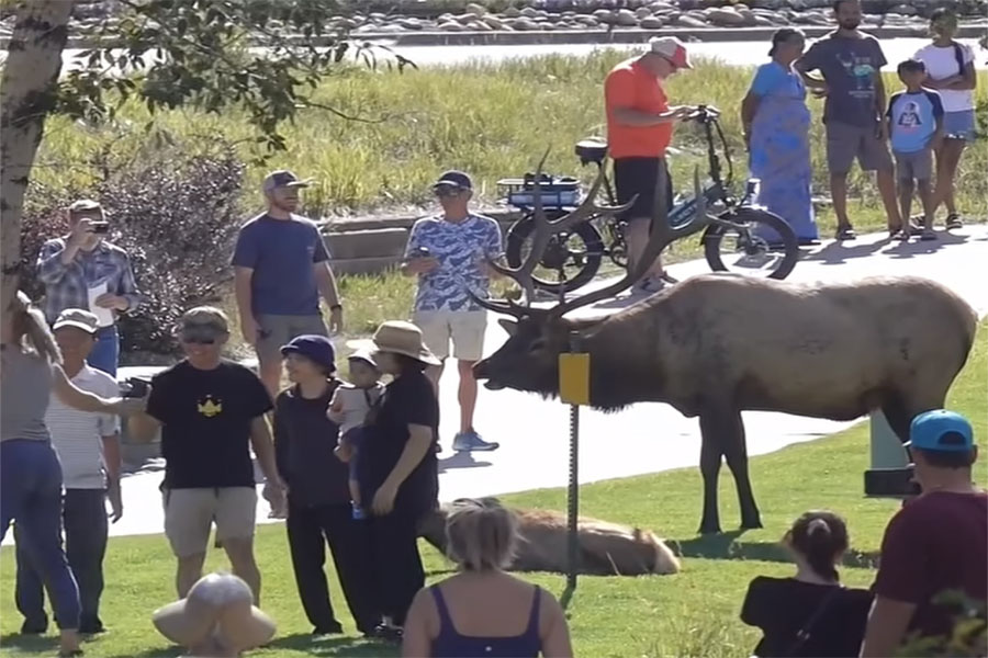 You have to see this! Over a dozen people surround bull elk, including woman holding child only feet away from the animal