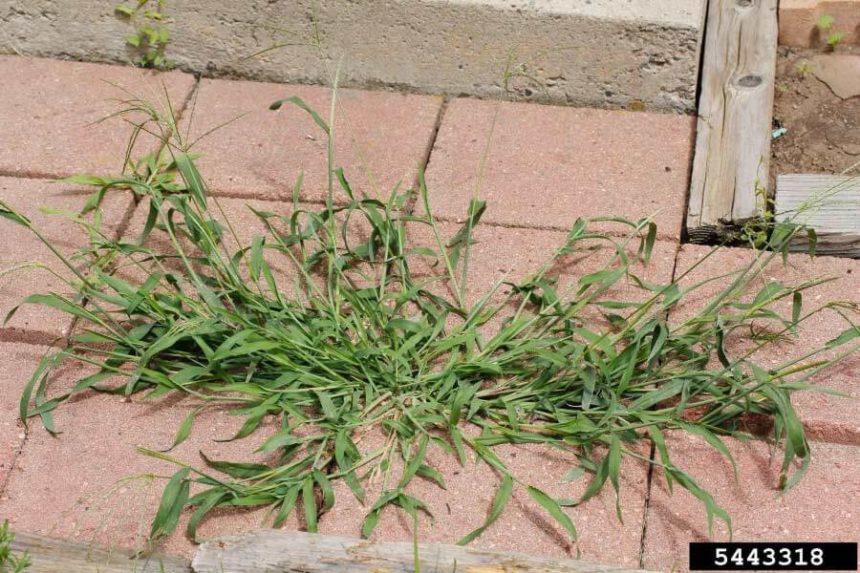 crabgrass