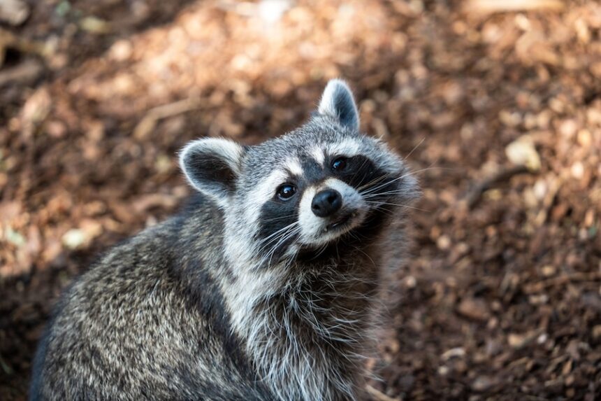 closeup shot of an adorable raccoon looking at the 2023 11 27 04 50 01 utc