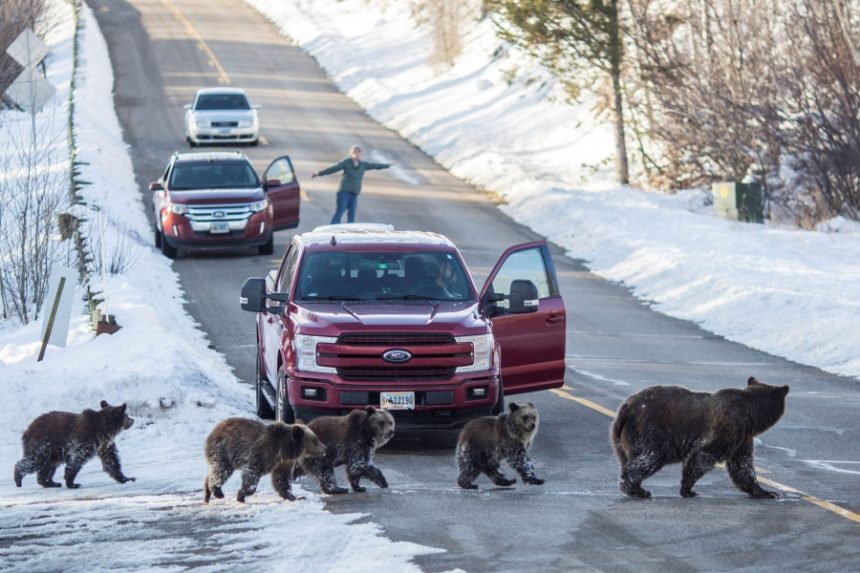 Grizzly bear No. 399 and her four cubs cross a road as Cindy Campbell stops traffic in Jackson Hole, Wyo., on Nov. 17, 2020. | Ryan Dorgan, Jackson Hole News & Guide via Associated Press, file