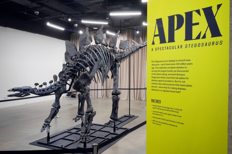 Apex, a 150-million year old Stegosaurus dinosaur fossil discovered on the Utah border near Dinosaur National Monument, is displayed at the American Museum of Natural History, in New York, Thursday, Dec. 5, 2024. | Richard Drew, Associated Press