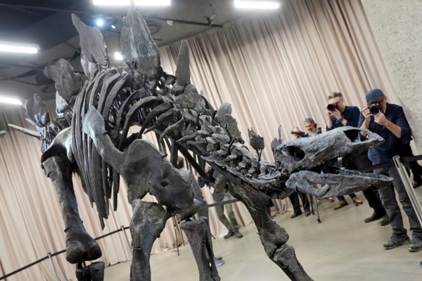 Apex, a 150-million year old Stegosaurus dinosaur fossil, that billionaire Kenneth C. Griffin bought for $44.6 million, is displayed at the American Museum of Natural History, in New York, Thursday, Dec. 5, 2024. | Richard Drew, Associated Press