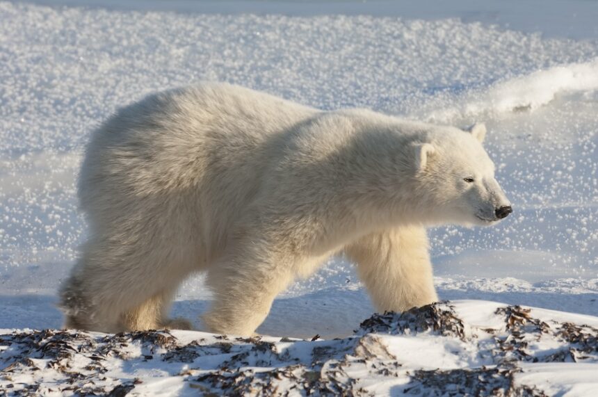 a polar bear on a snowfield in manitoba 2023 11 27 04 52 28 utc