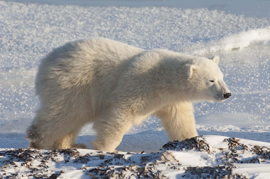 Man leaps on polar bear to save wife from attack