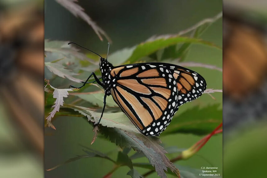 monarch butterfly