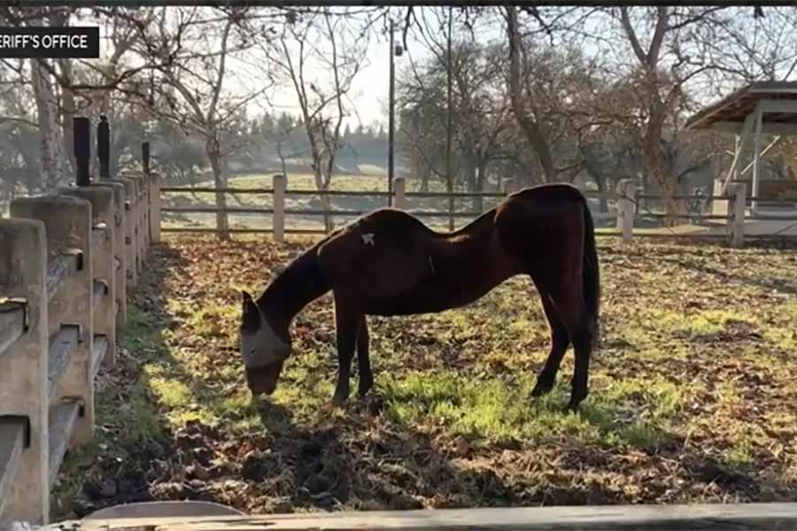Number of horses found dead surpasses 50 in animal neglect investigation