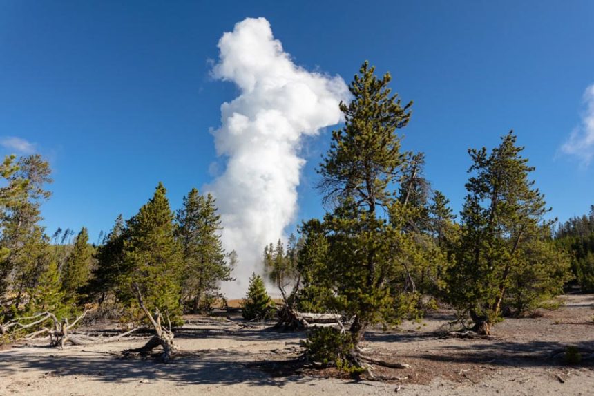 Steamboat Geyser eruption seen through the trees in Yellowstone National Park on September 17, 2018. | Jacob W. Frank, National Park Service