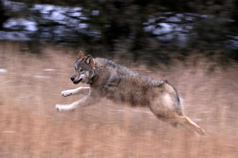 Uncollared wolf kills cow on Colorado ranch, marking first wolf depredation of the year